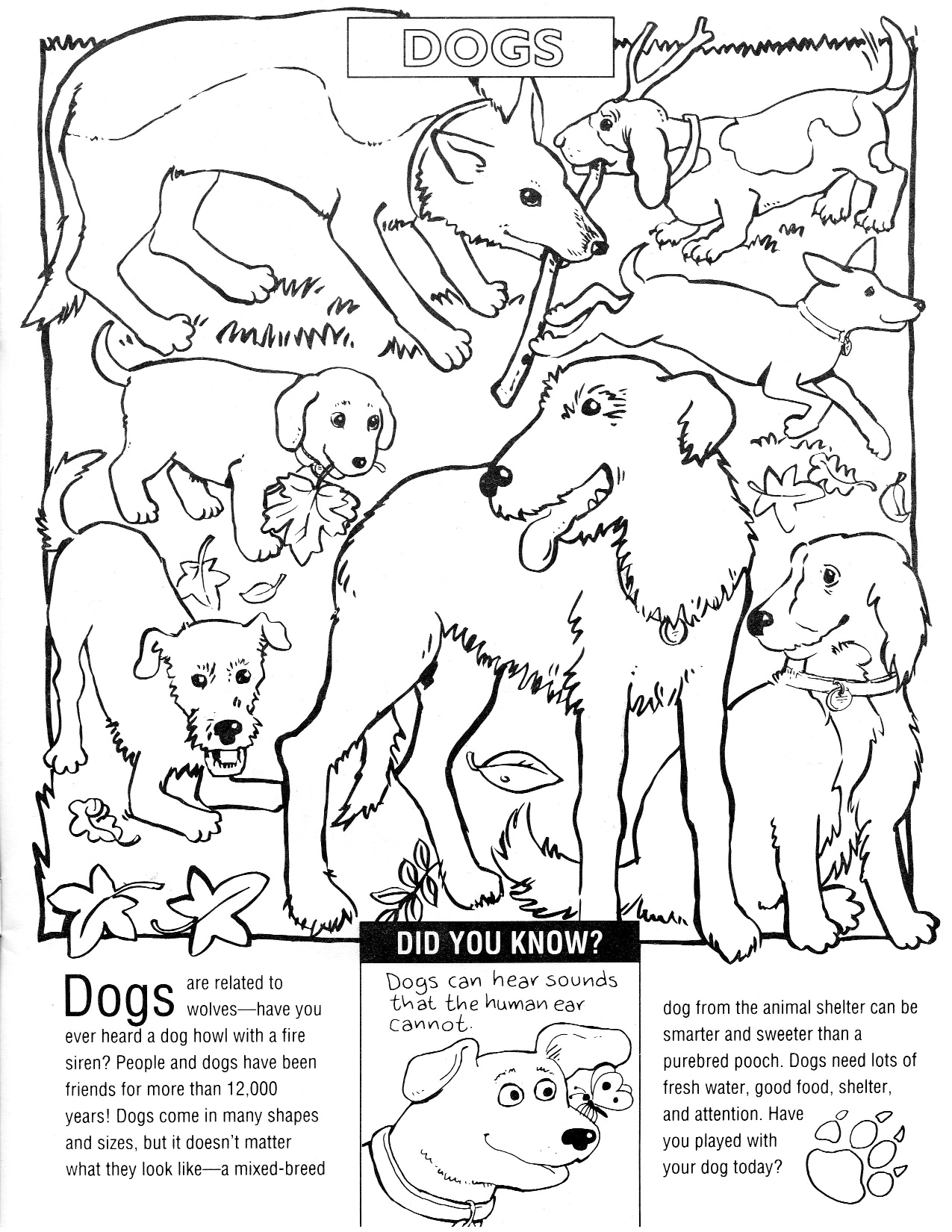 Animals Images For Colouring coloring page preview