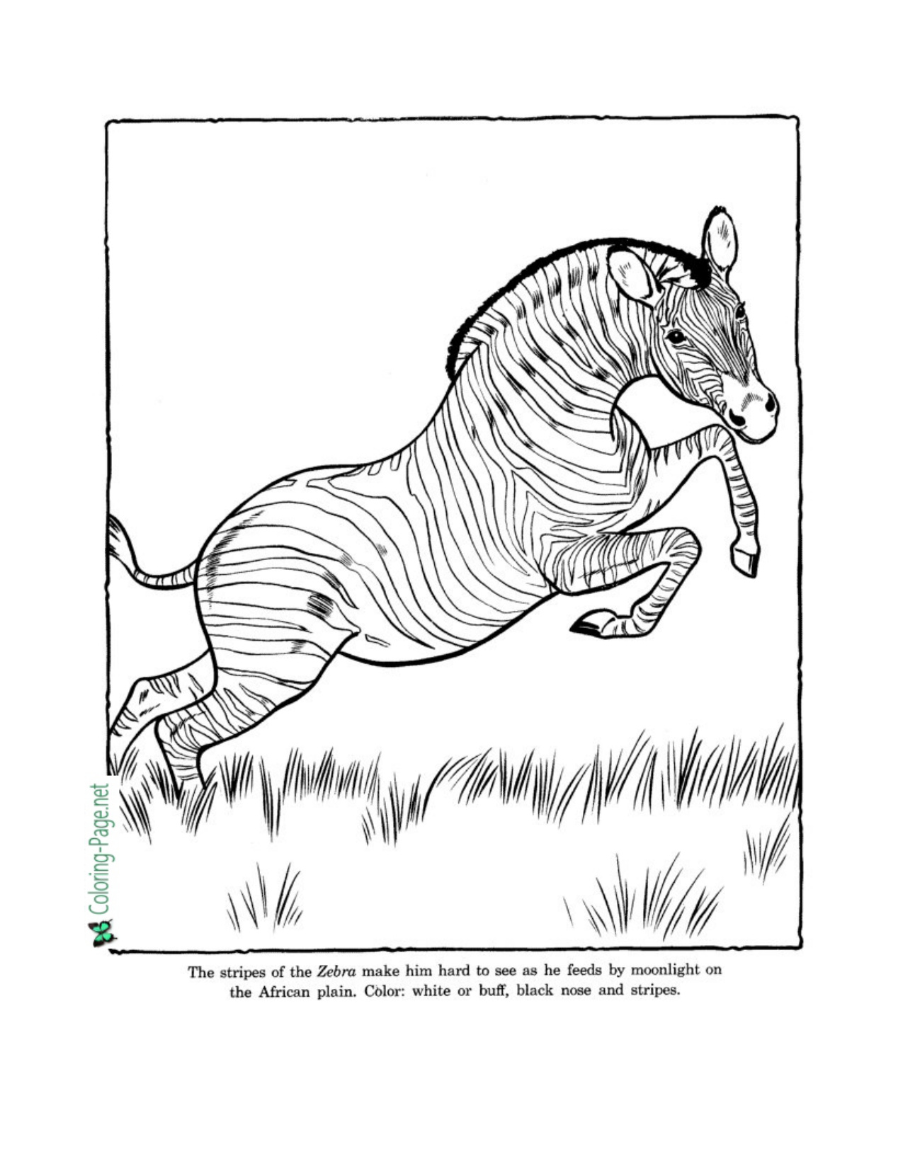 Baby Animal Coloring Pictures coloring page preview