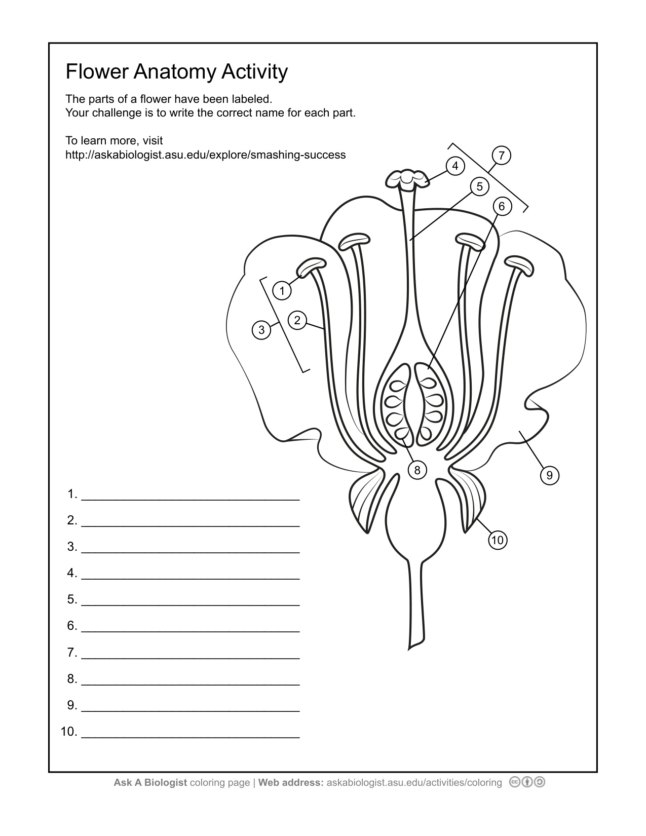 Blank Flower Coloring Page coloring page preview