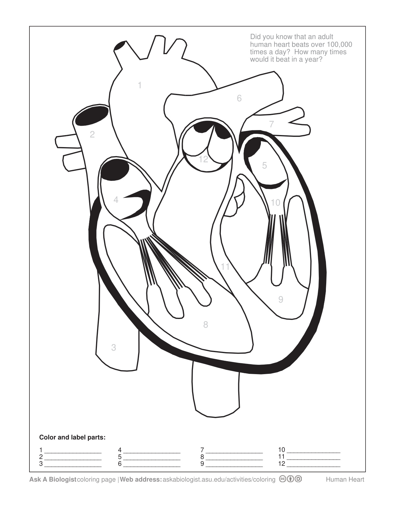 Blank Heart Coloring Page coloring page preview