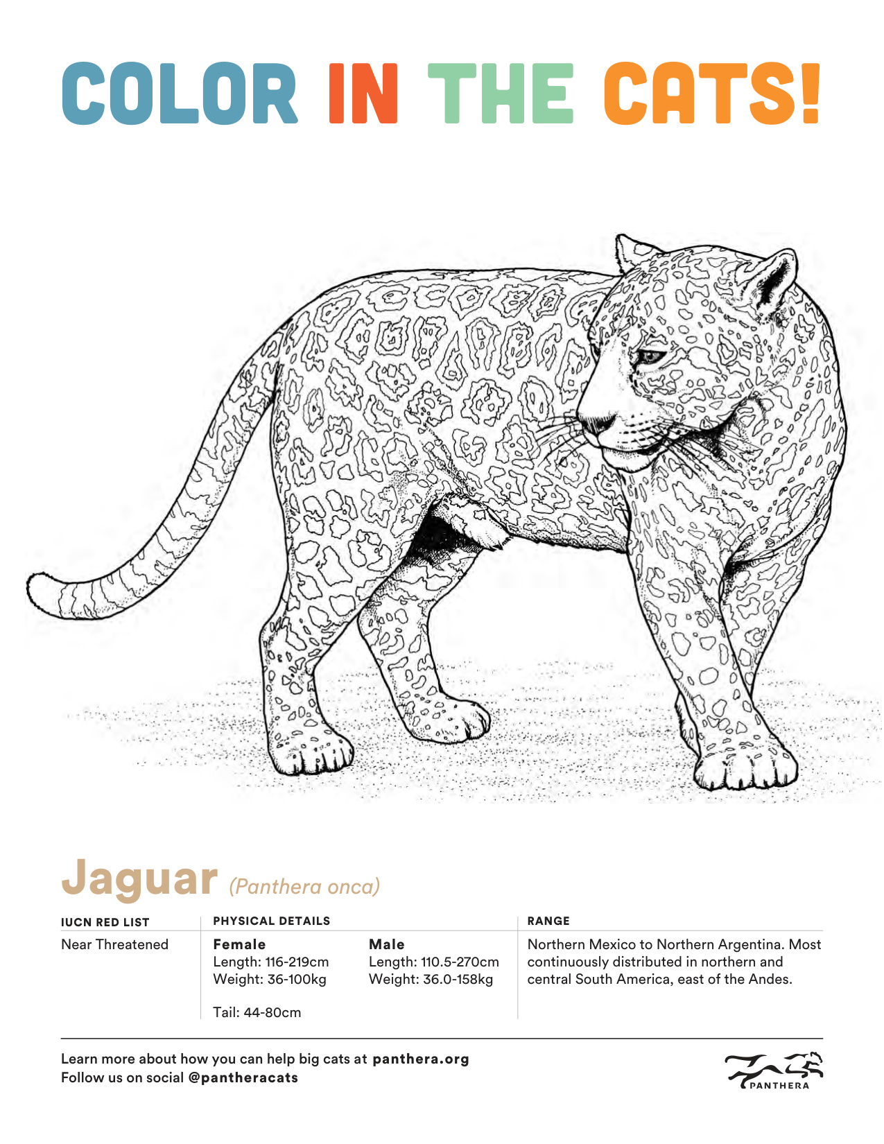 Coloring Pages Of Cat coloring page preview