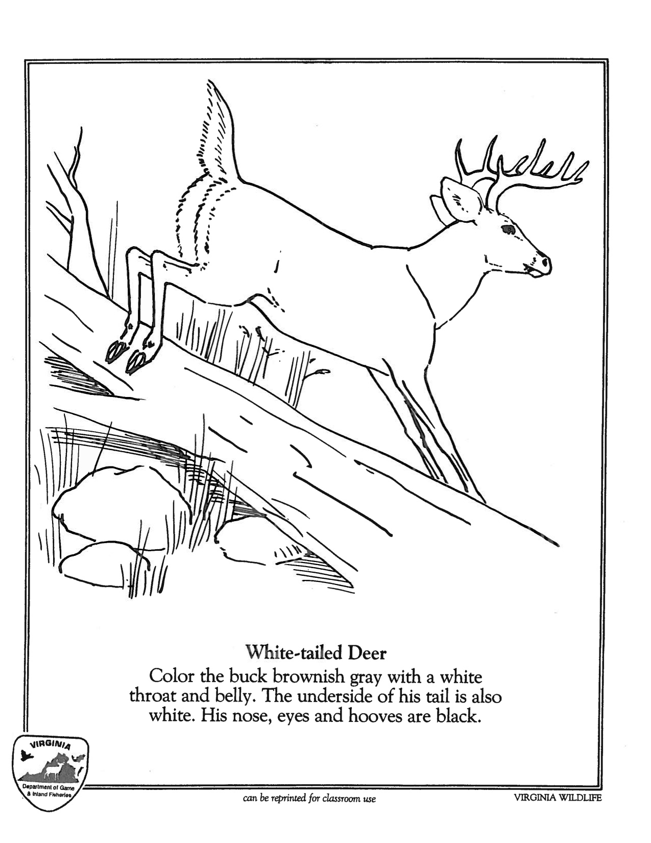 Deer Colouring Pages coloring page preview