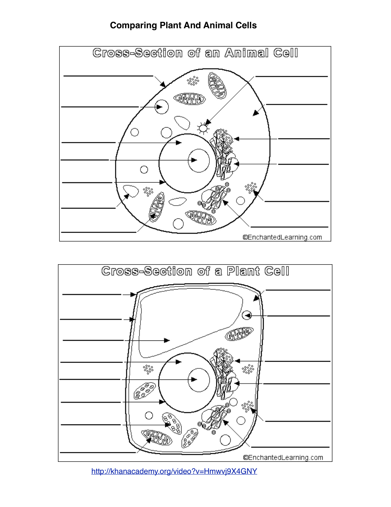 Draw The Structure Of Animal Cell coloring page preview