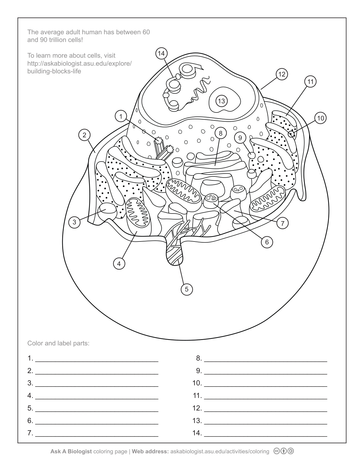 Human Cell Diagram Unlabeled coloring page preview