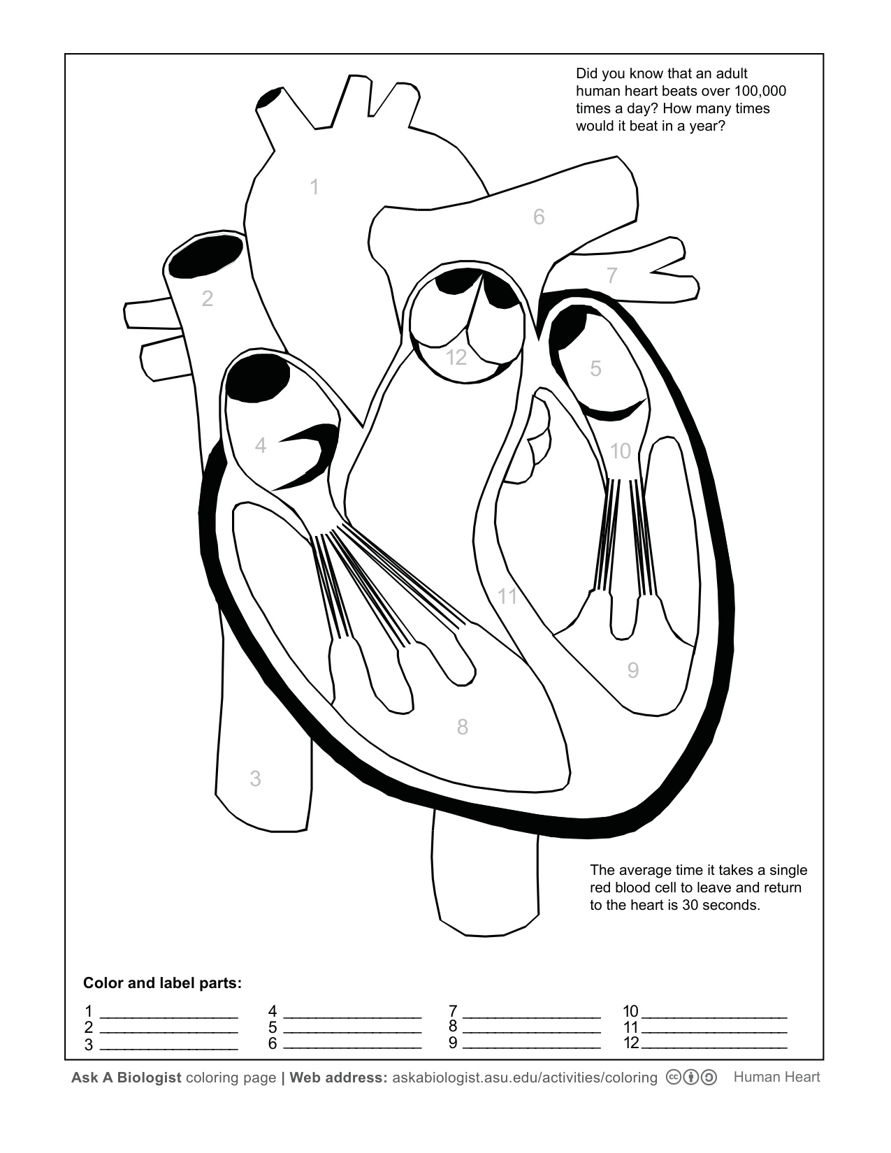 Human Coloring Page coloring page preview