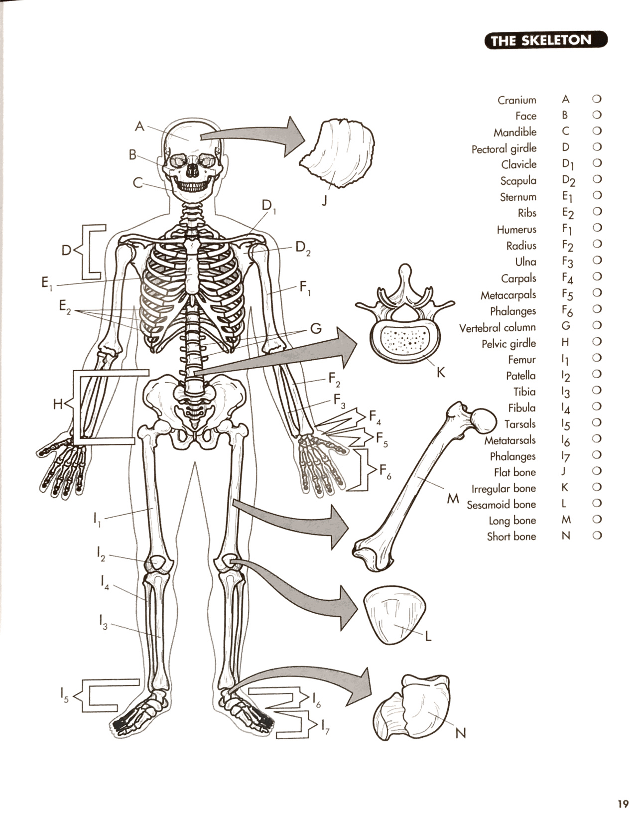 Skeleton Colouring Page coloring page preview