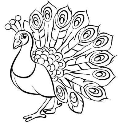 Sketch Peacock Drawing
