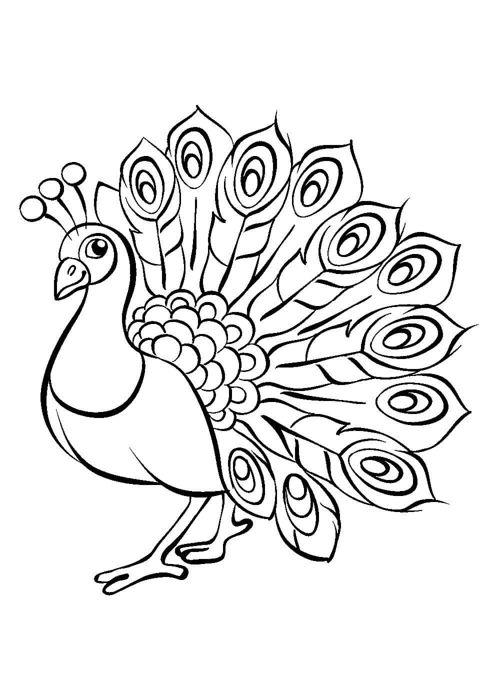 Sketch Peacock Drawing