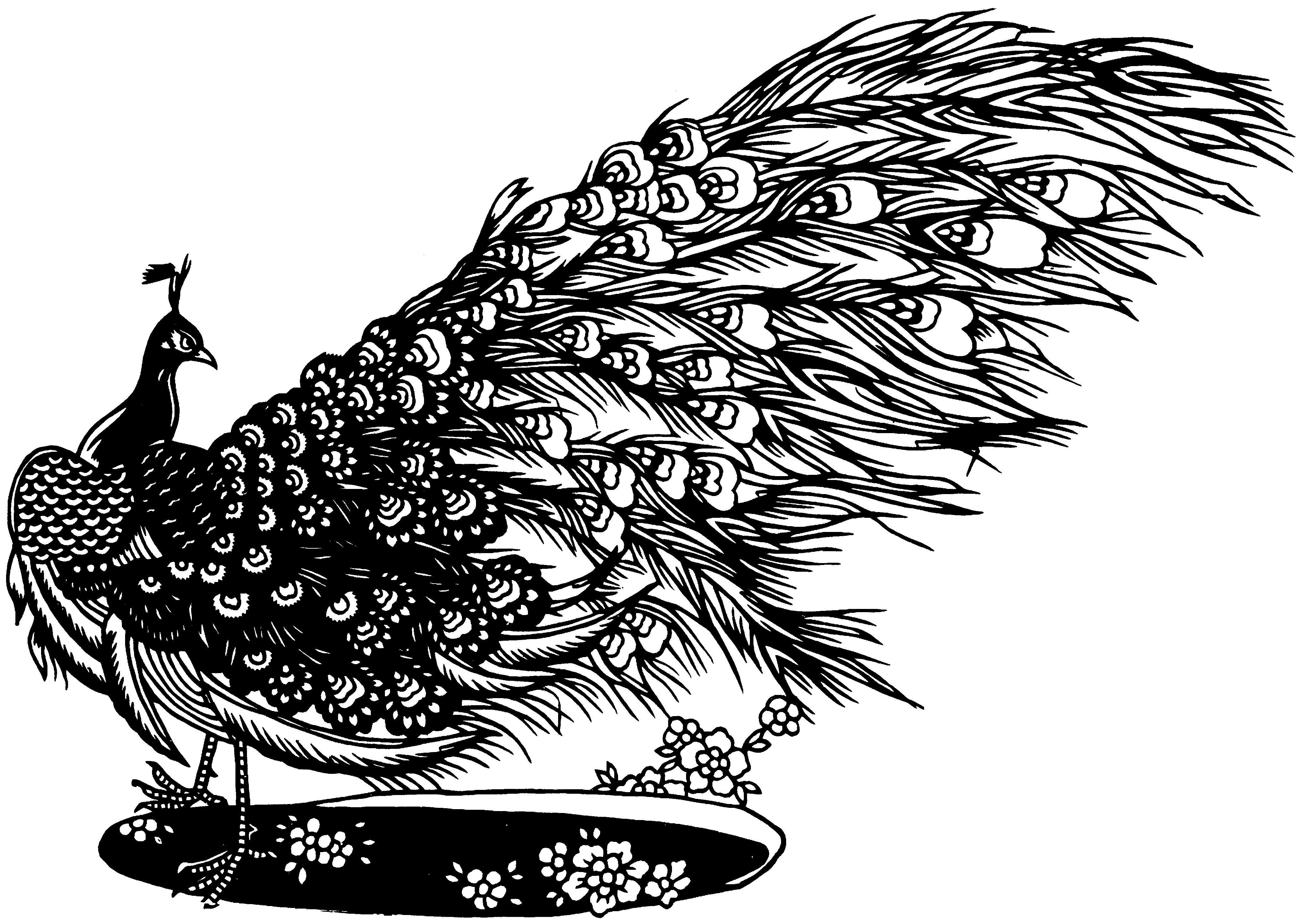Pencil Sketch Peacock Drawing